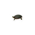 Painted Turtle Sticker – front