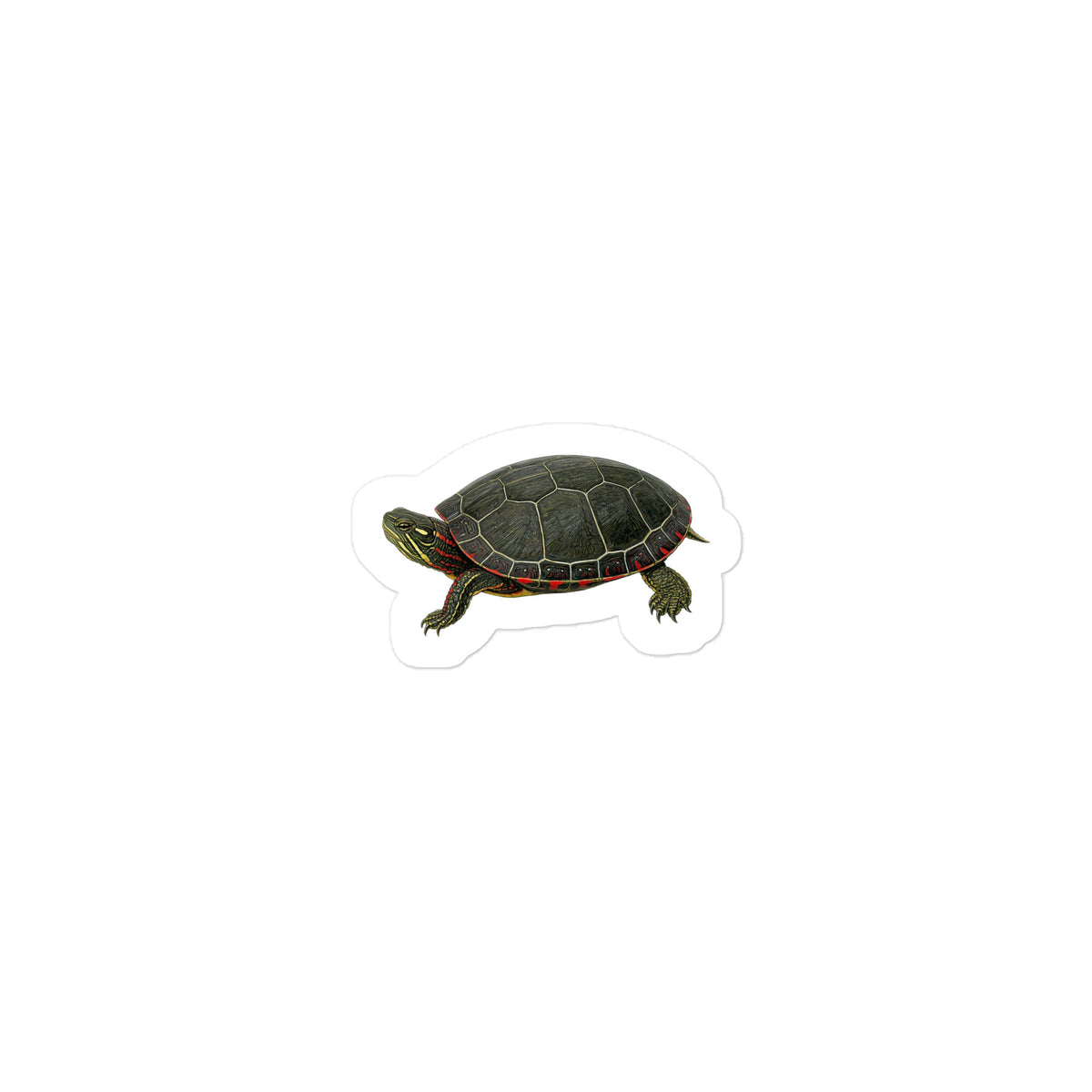 Painted Turtle Sticker – front