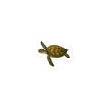 Green Sea Turtle Sticker – front