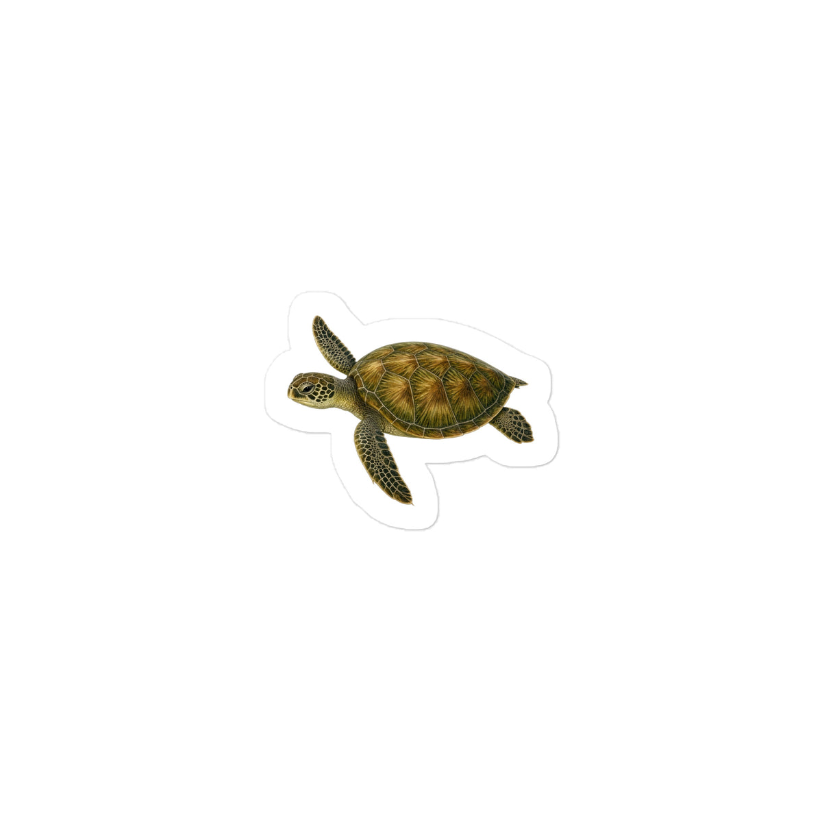 Green Sea Turtle Sticker – front