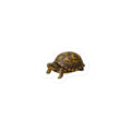 Eastern Box Turtle Sticker – front