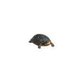 Spotted Turtle Sticker – front