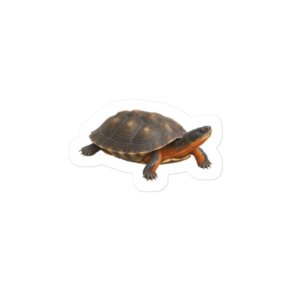 Wood Turtle Sticker – front