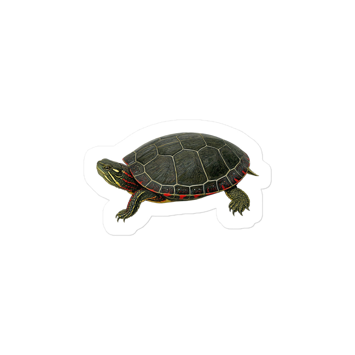 Painted Turtle Sticker – front