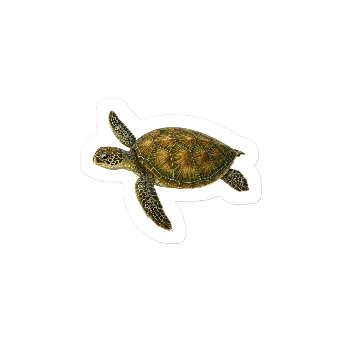 Green Sea Turtle Sticker – front