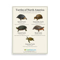Turtles of North America Poster – front
