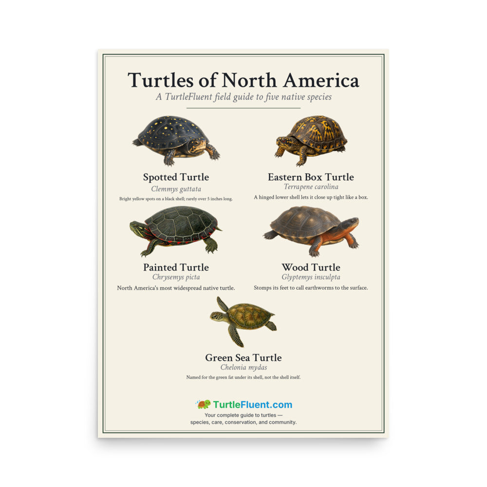 Turtles of North America Poster – front