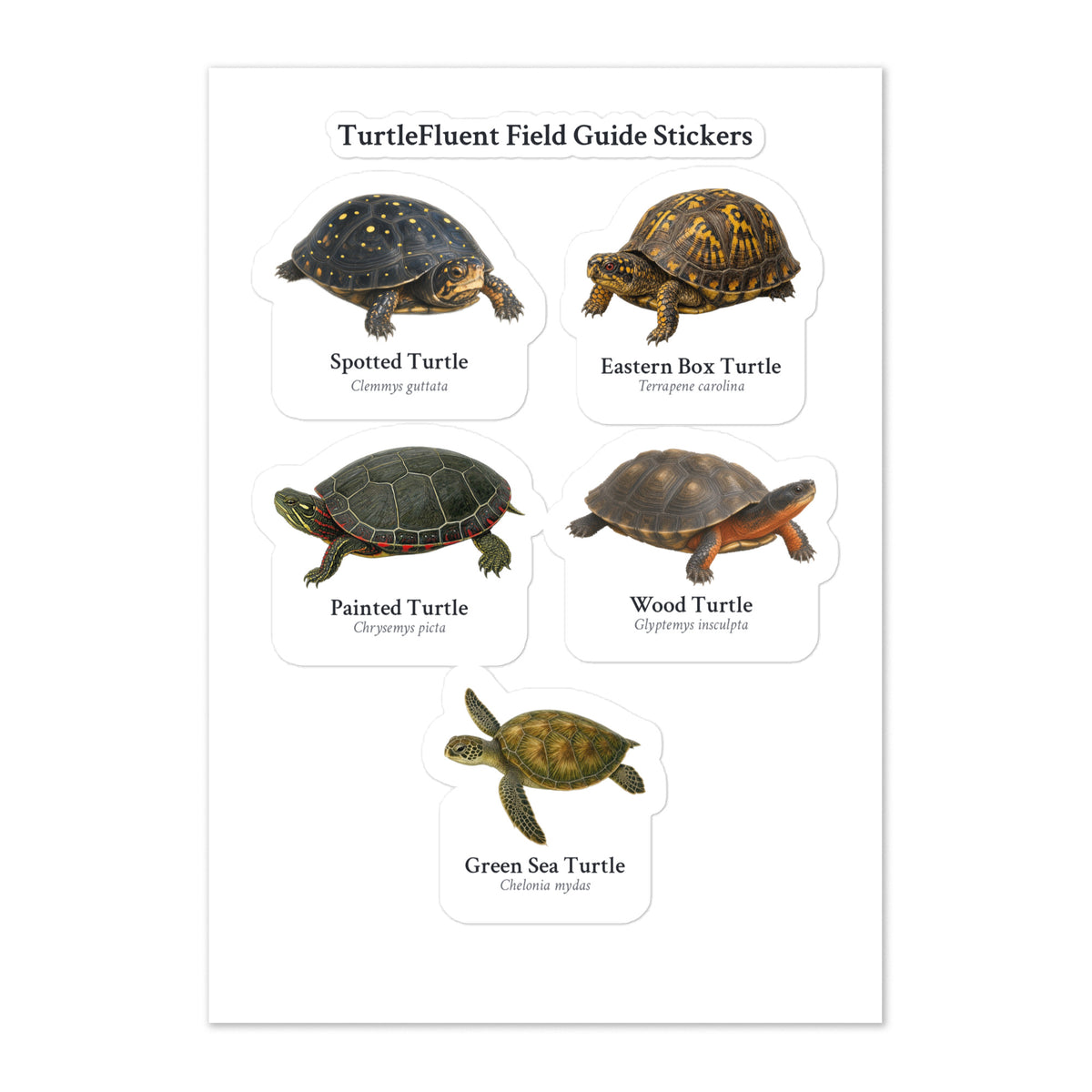 Turtle Species Sticker Sheet – White – front