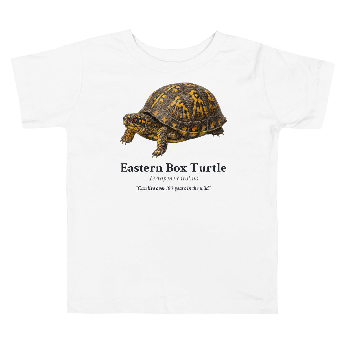 Eastern Box Turtle Toddler Tee – White – front