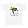 Green Sea Turtle Toddler Tee – White – front